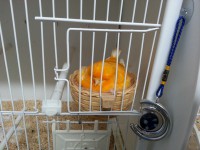 /album/norwich-2014/yellow-hen-4-jpg/